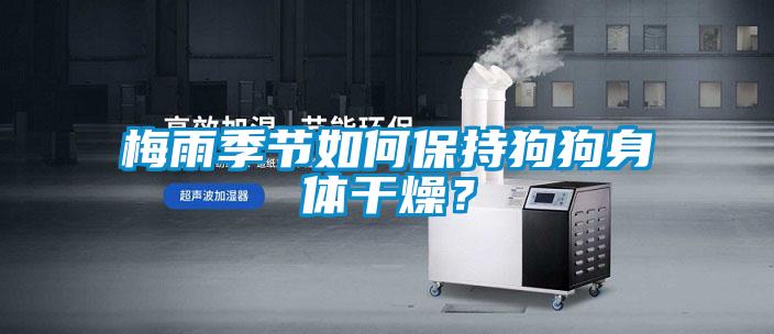 梅雨季節如何保持狗狗身體干燥？