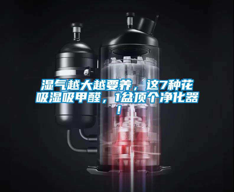 濕氣越大越要養,這7種花吸濕吸甲醛,1盆頂個凈化器!